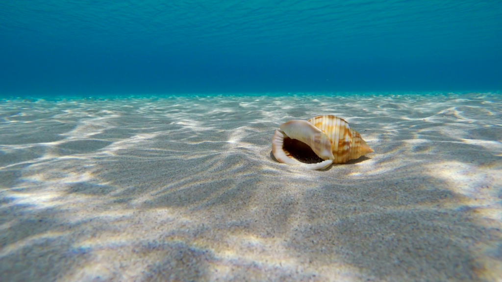 A large seashell rests on rippled sand at the bottom of clear, shallow ocean water, with sunlight casting patterns and a blue gradient above.