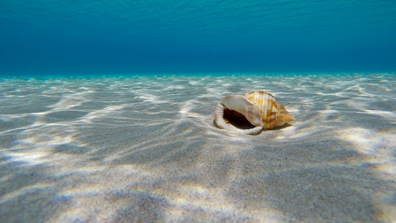 A large seashell rests on rippled sand at the bottom of clear, shallow ocean water, with sunlight casting patterns and a blue gradient above.